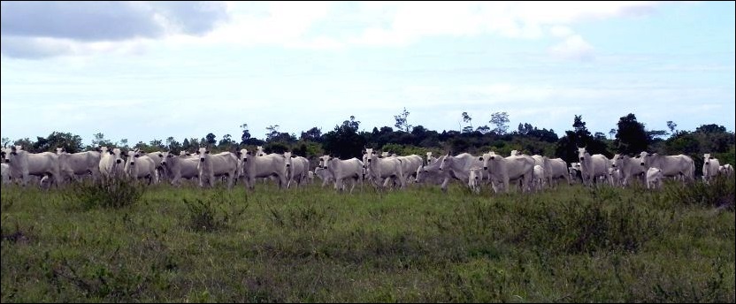 Fazenda de gado; economia Rural em Porto Seguro é uma das mais fortes do Extremo Sul